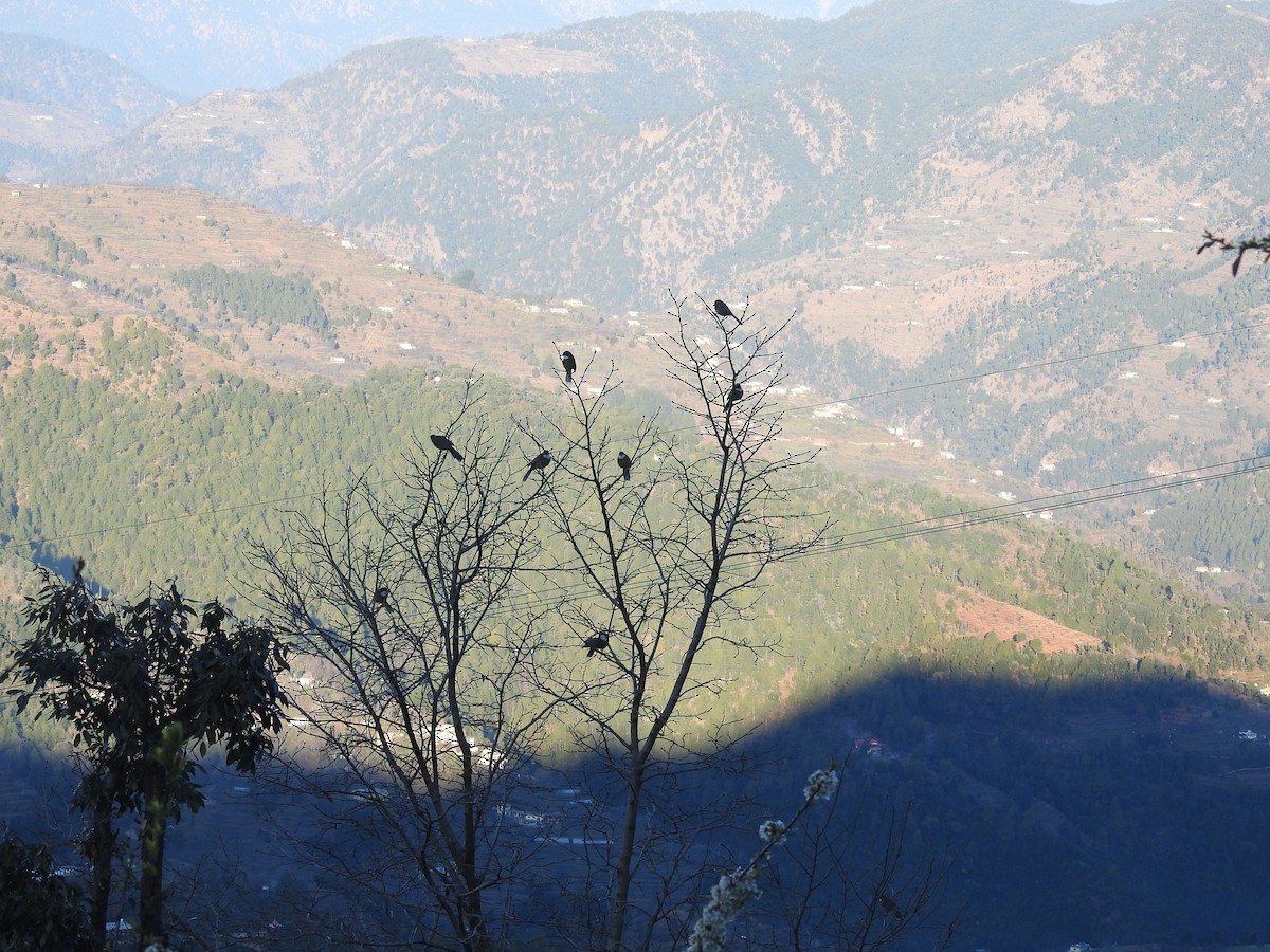 White-throated Laughingthrush - ML217706241