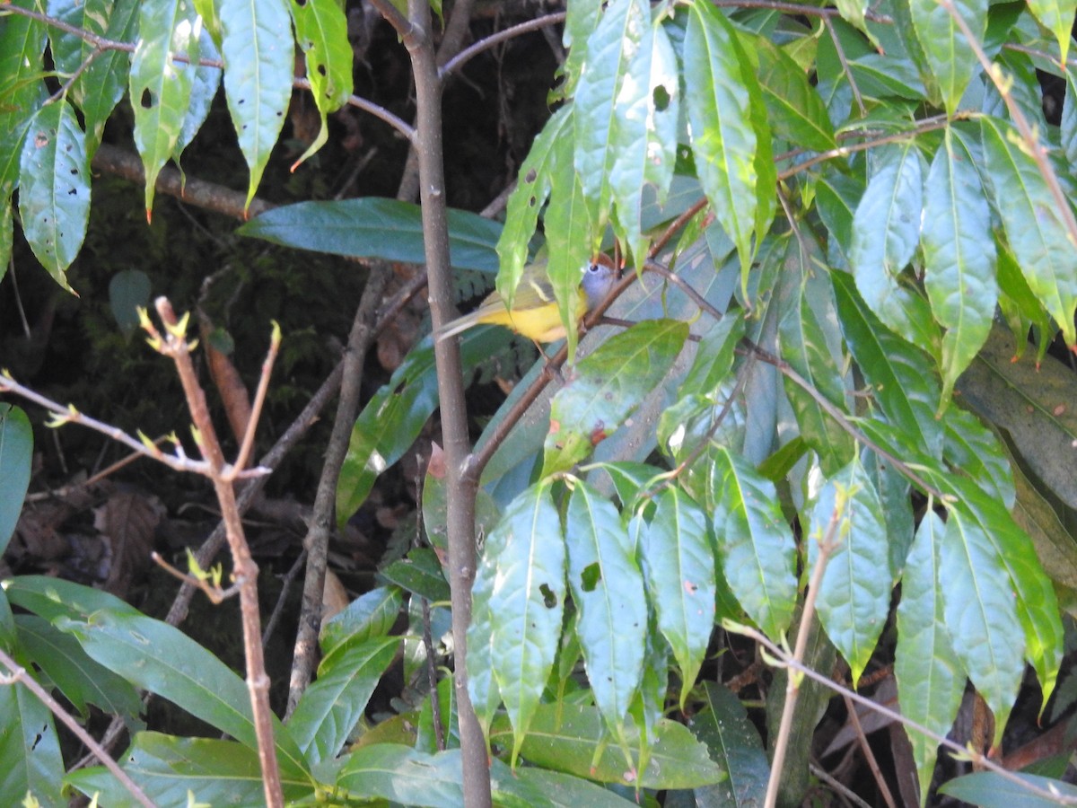 Chestnut-crowned Warbler - ML217707761