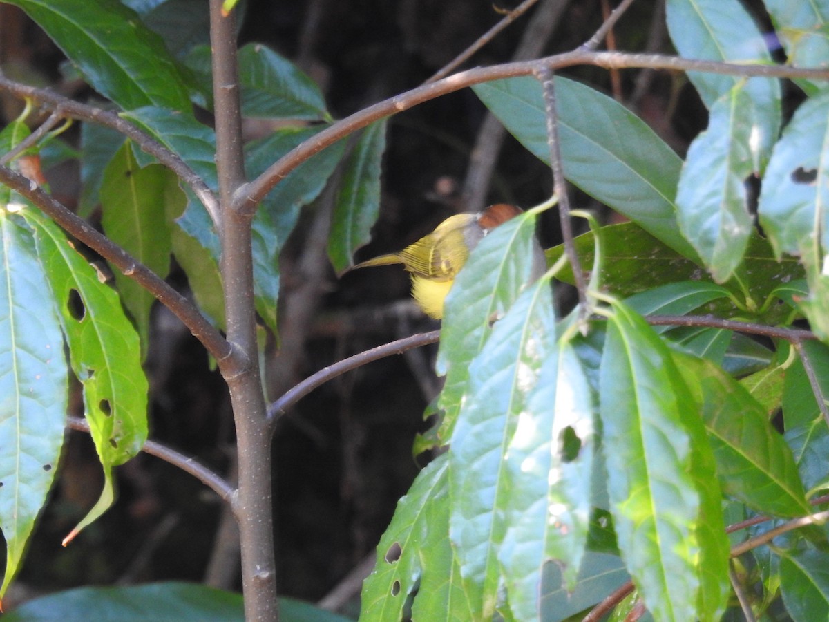 Chestnut-crowned Warbler - ML217707781