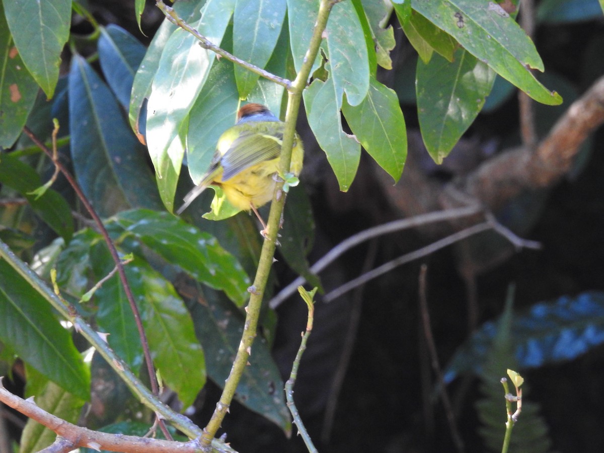 Chestnut-crowned Warbler - ML217707801