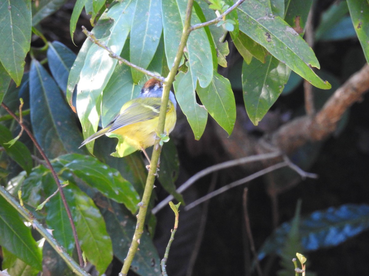 Chestnut-crowned Warbler - ML217707811