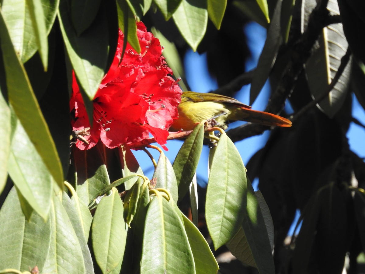 Fire-tailed Sunbird - Ashwin Viswanathan