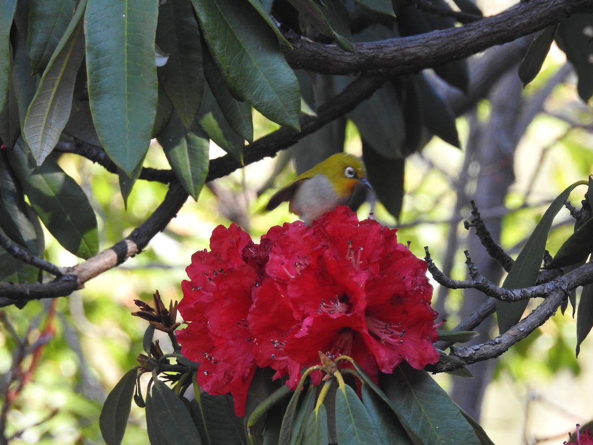 Indian White-eye - ML217708821