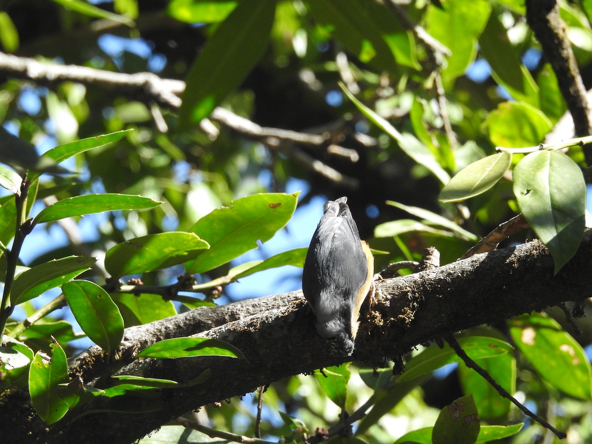 White-tailed Nuthatch - ML217709901