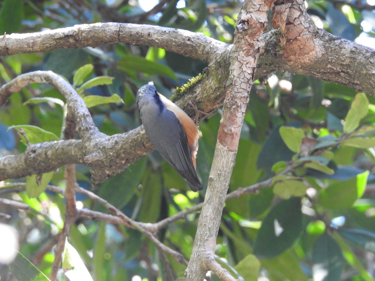 White-tailed Nuthatch - ML217709911