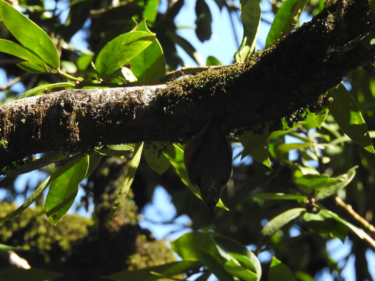 White-tailed Nuthatch - ML217710051