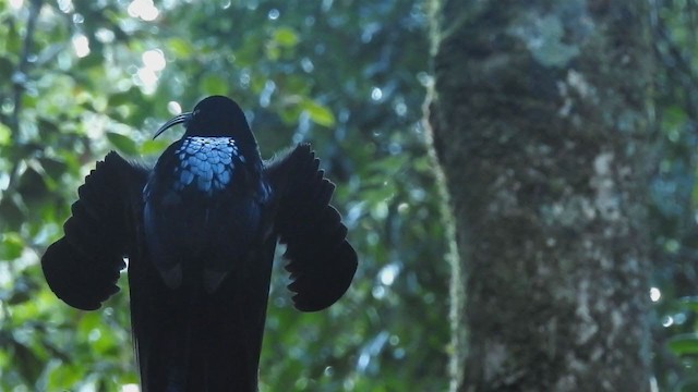 Black Sicklebill - ML217712961