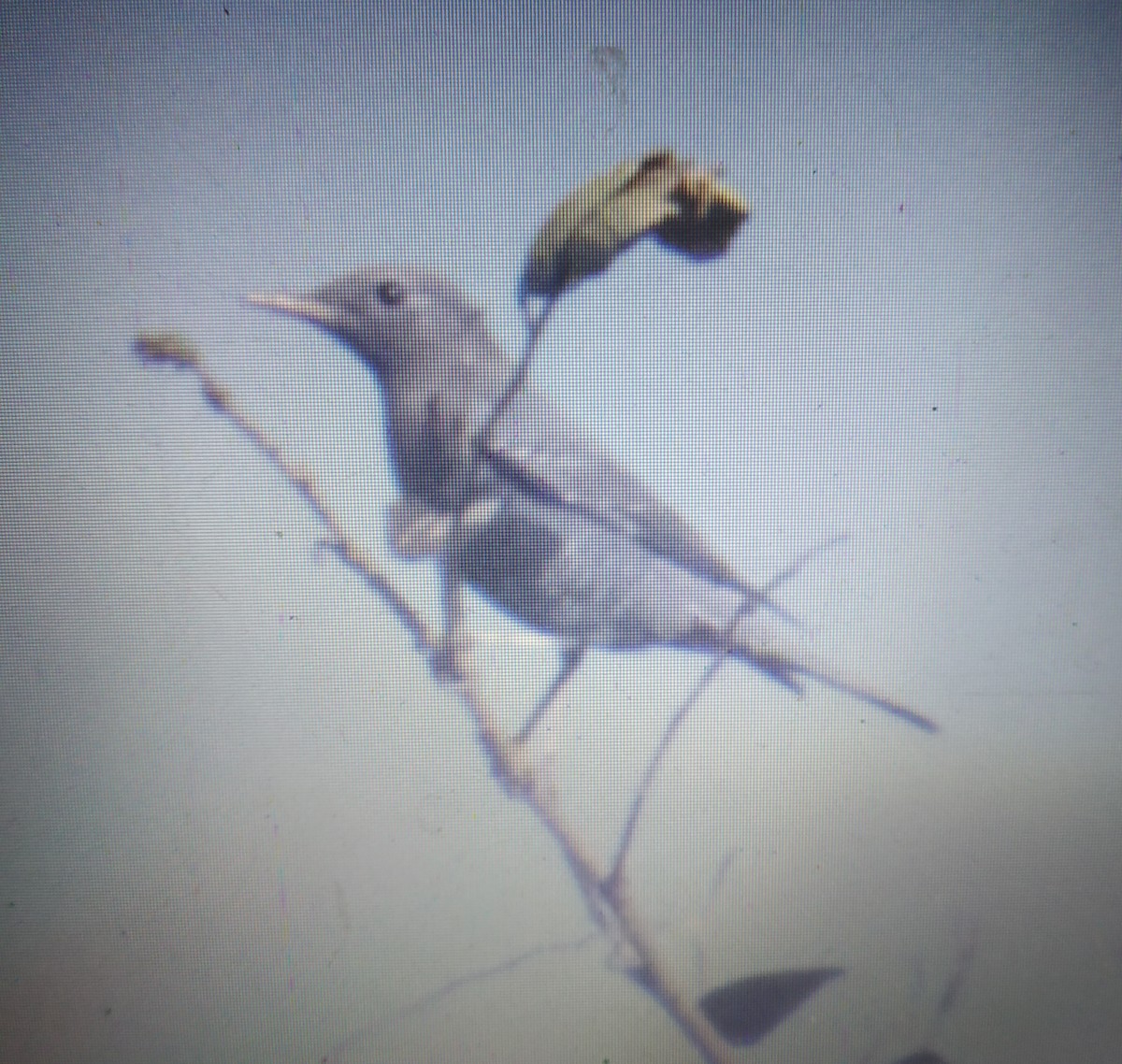 Blue Rock-Thrush - ML217713851