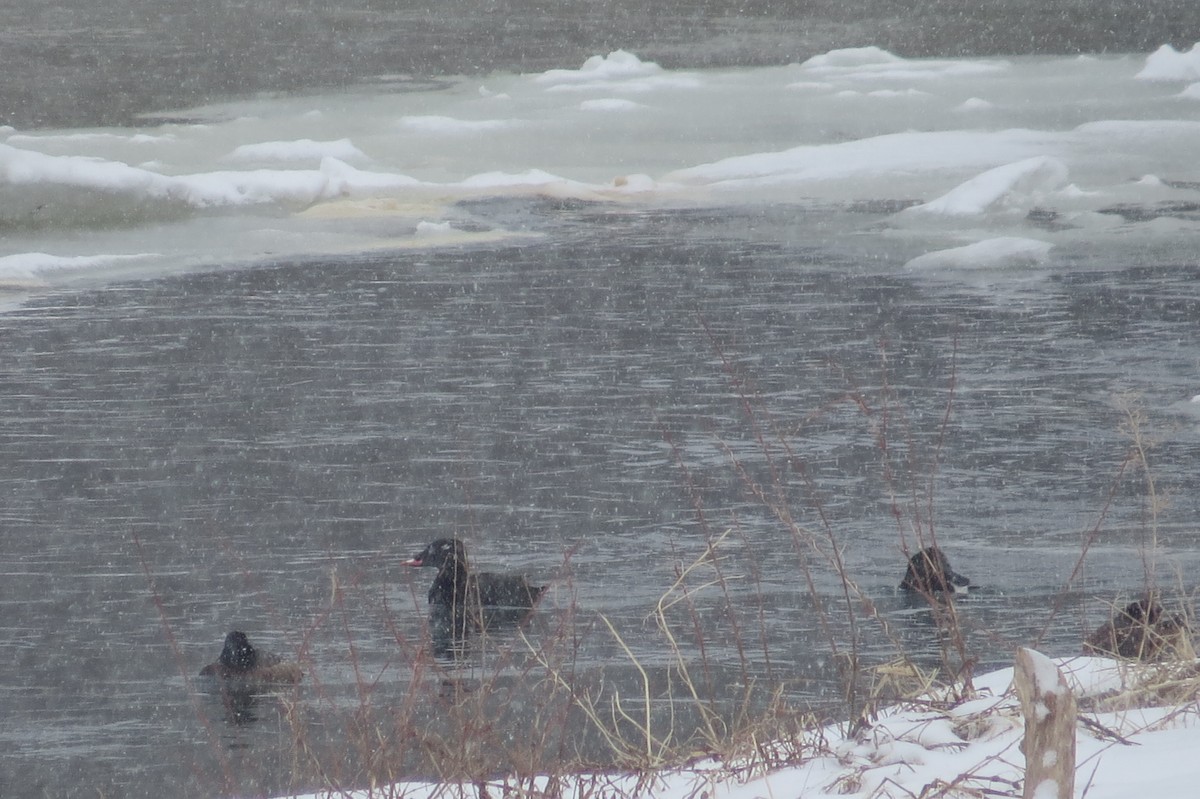 turpan kanadský - ML217714001