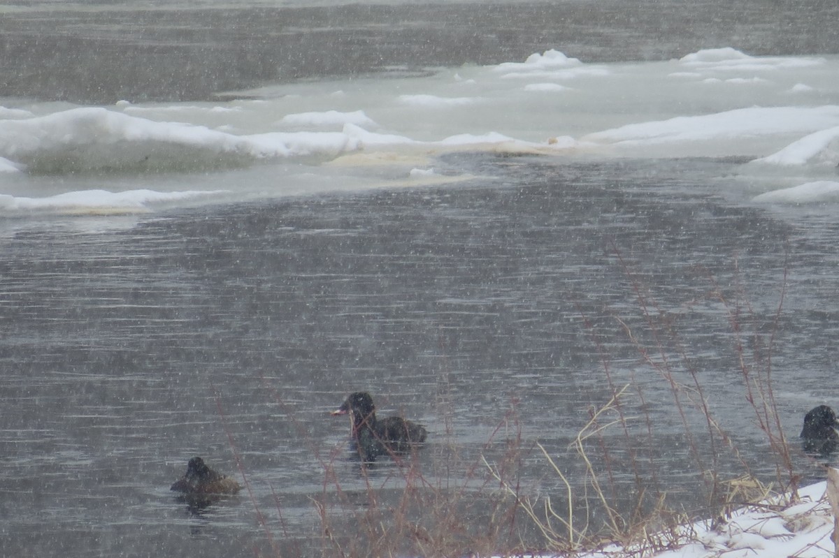 turpan kanadský - ML217714261