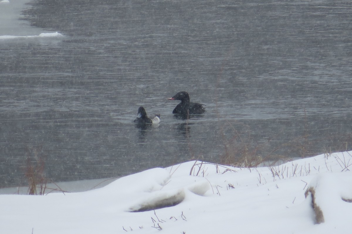 turpan kanadský - ML217714761