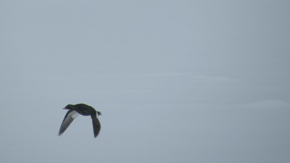 turpan kanadský - ML217716461