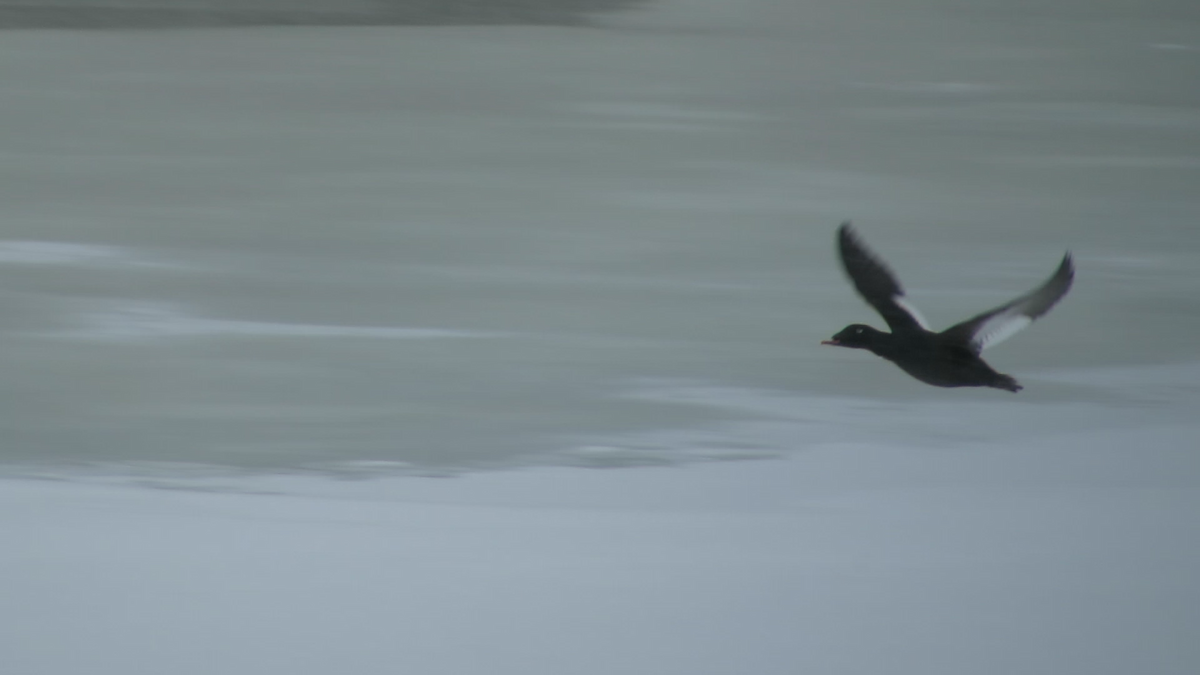 turpan kanadský - ML217716471