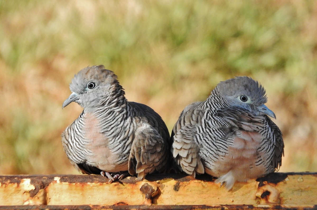 Zebra Dove - Noam Markus