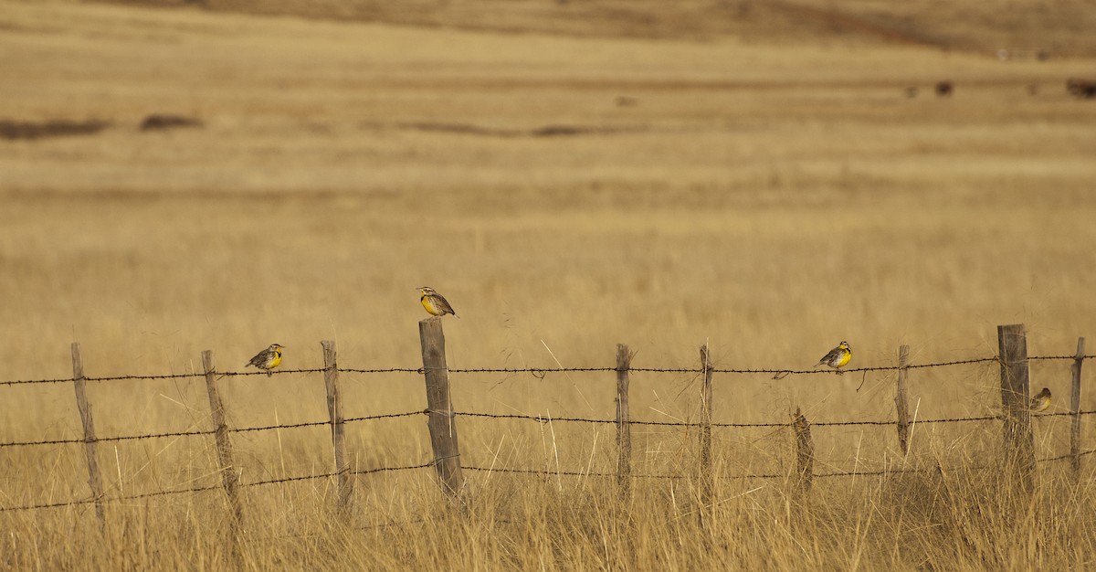 Chihuahuan Meadowlark - Joshua Vandermeulen