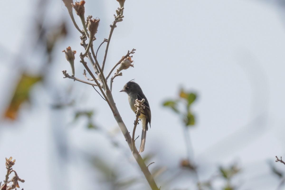 Pileated Flycatcher - Tommy Pedersen