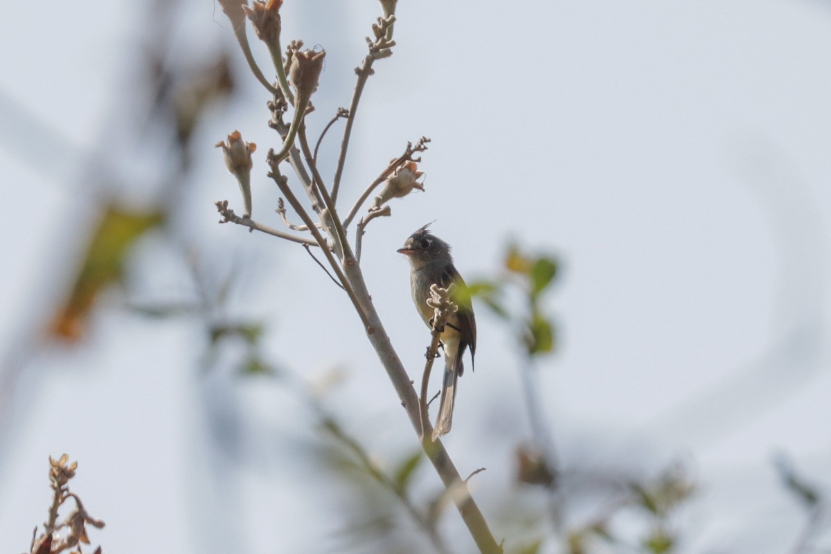 Pileated Flycatcher - ML217718031