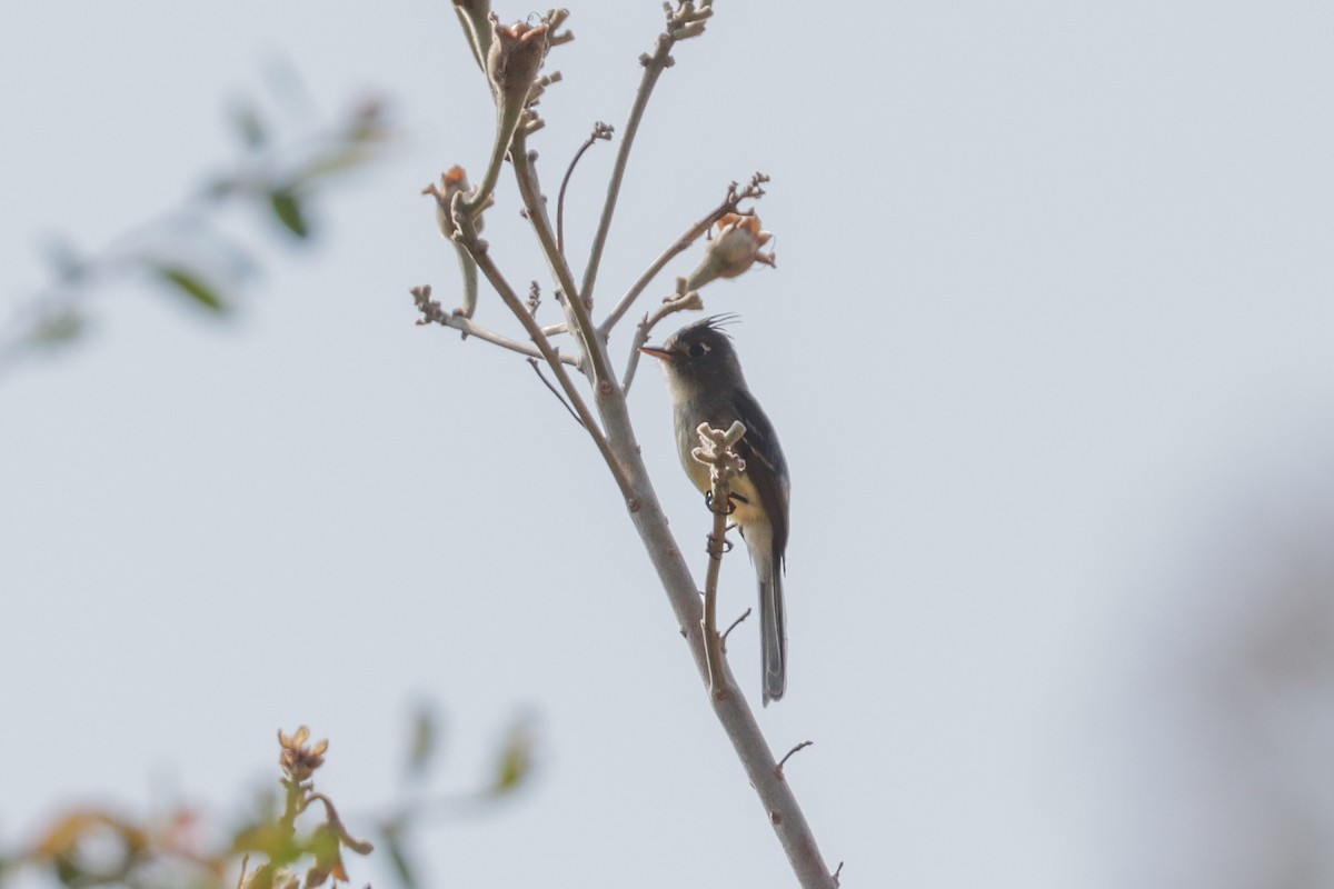 Pileated Flycatcher - Tommy Pedersen