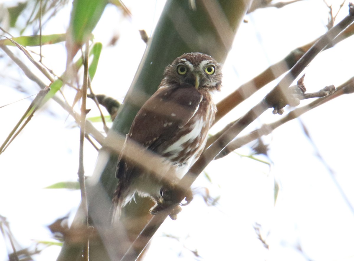Ferruginous Pygmy-Owl - Chris Charlesworth