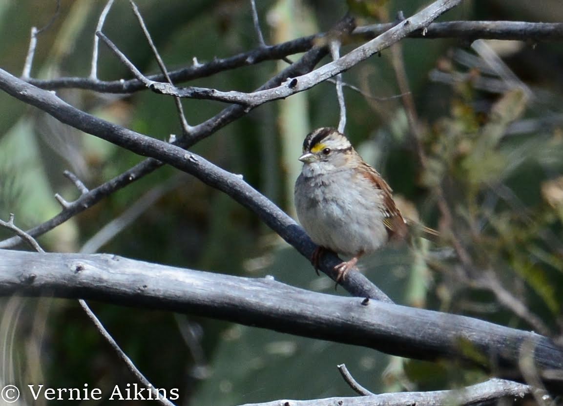 White-throated Sparrow - ML217718451
