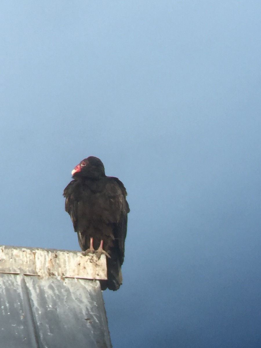 Turkey Vulture - Tim Cornish