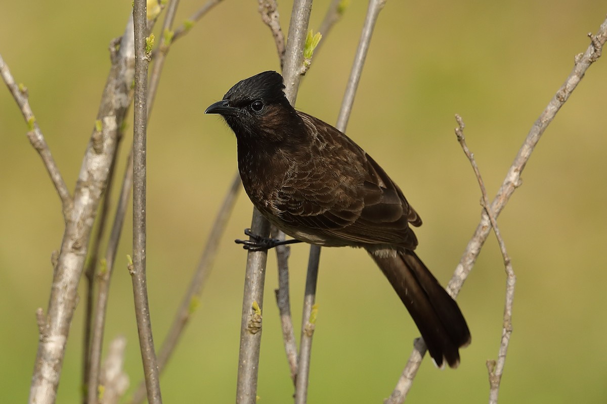 Red-vented Bulbul - Vinit Bajpai