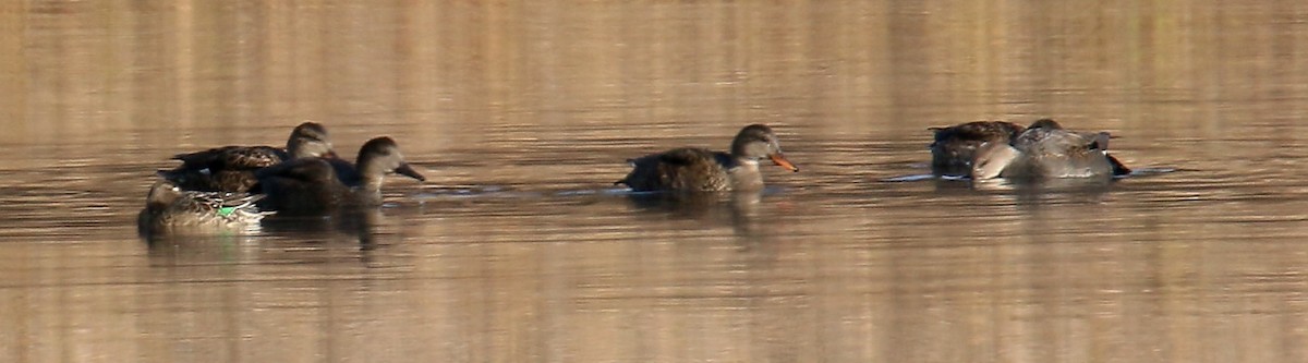 Gadwall - ML21772141