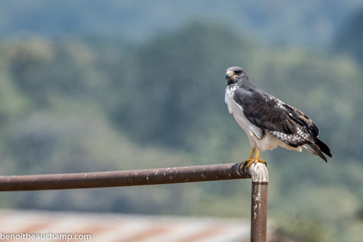 Augur Buzzard (Augur) - Benoit Beauchamp