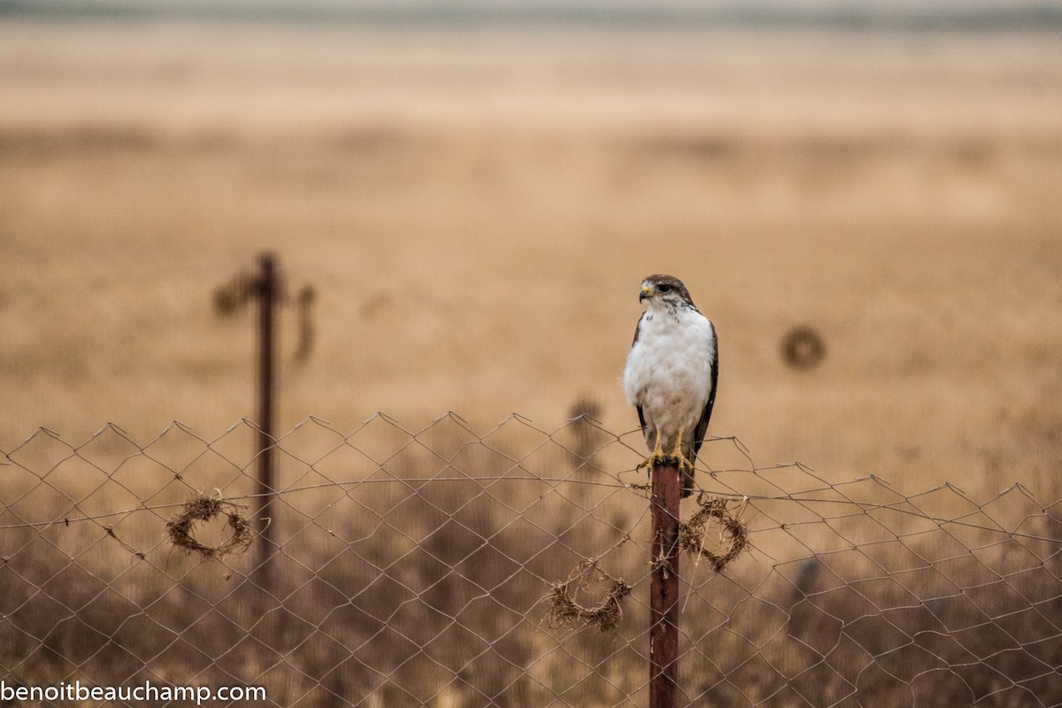 Augur Buzzard (Augur) - ML217721831