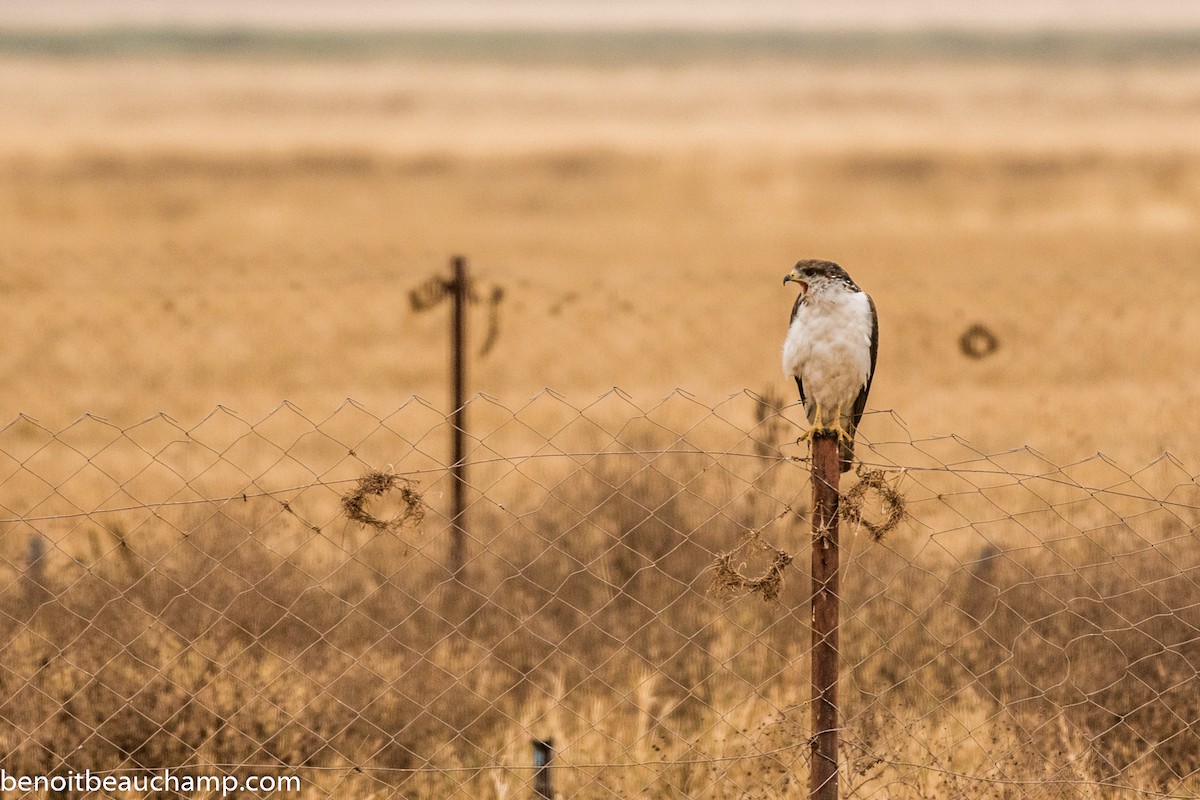 Augur Buzzard (Augur) - ML217721841