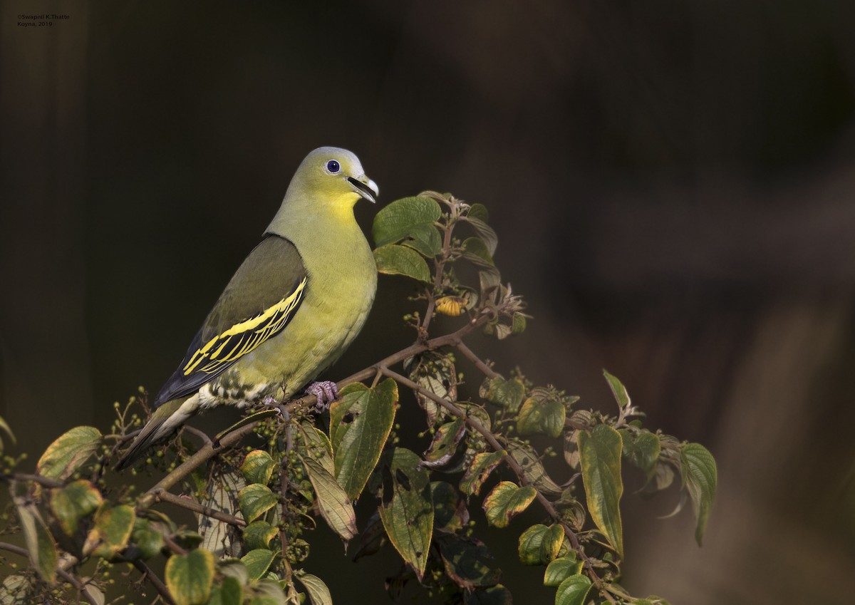 Gray-fronted Green-Pigeon - ML217723011