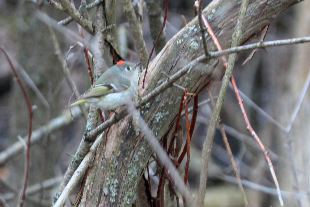 Ruby-crowned Kinglet - ML217724801