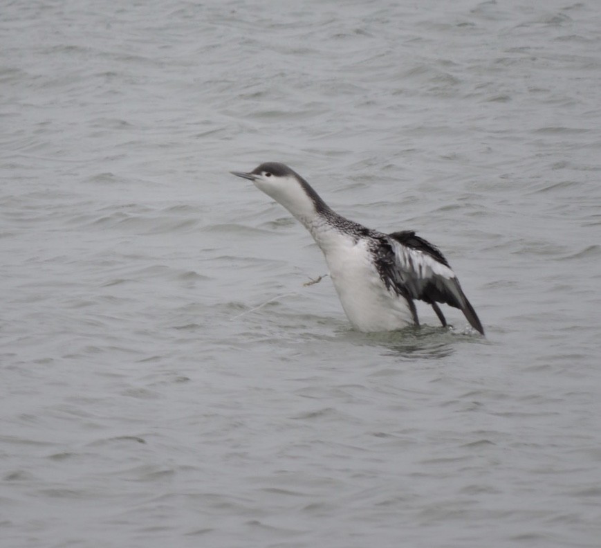 Red-throated Loon - Karen Fiske