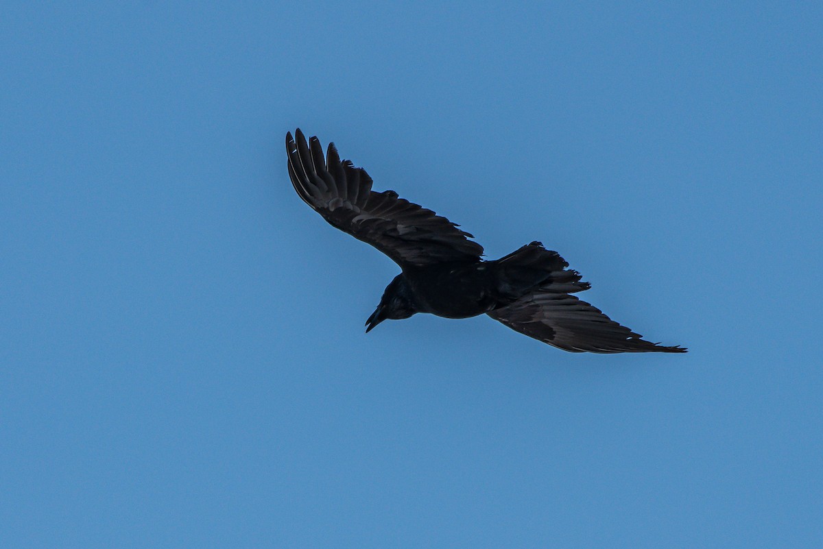 American Crow - ML217725611