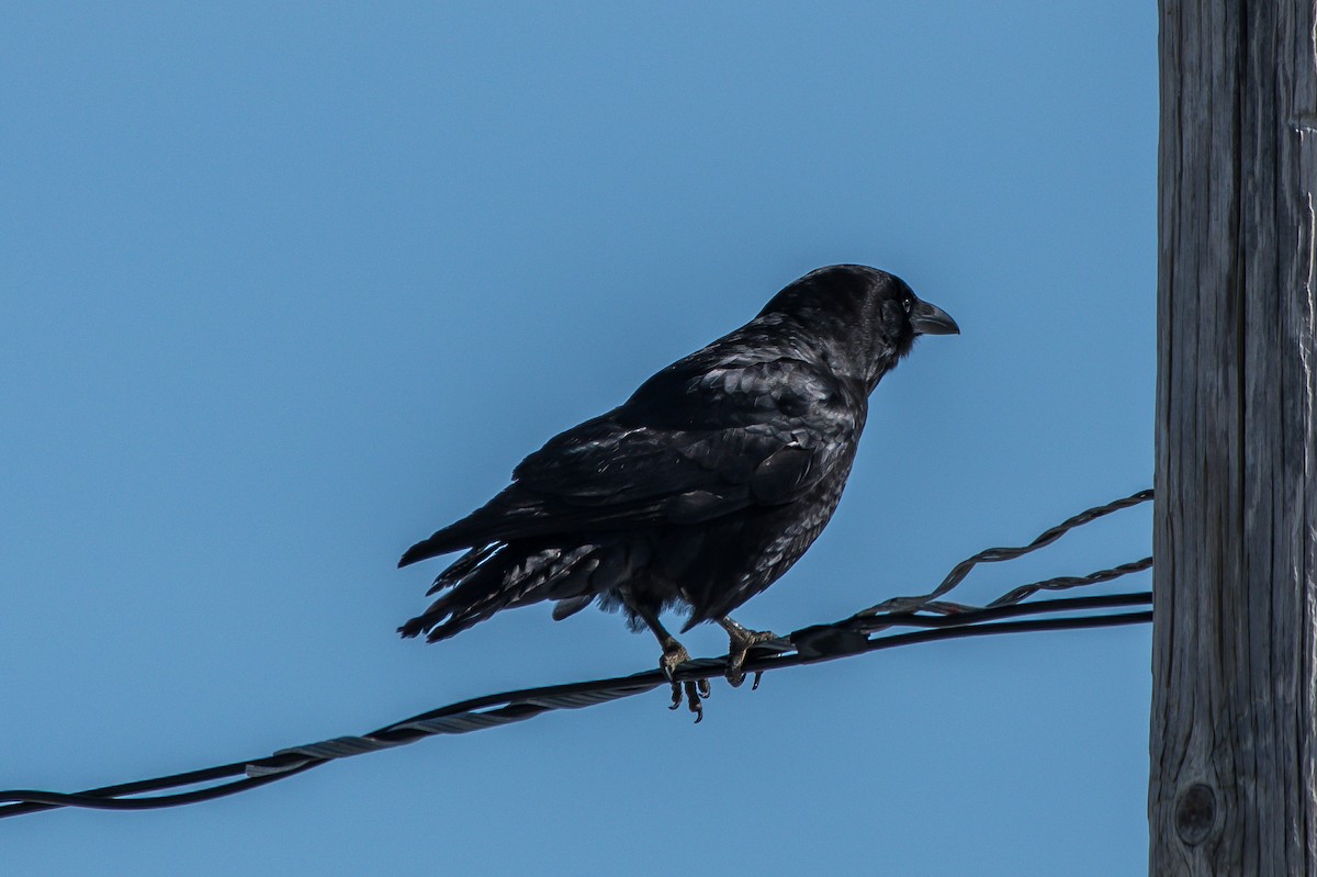 American Crow - Frank King