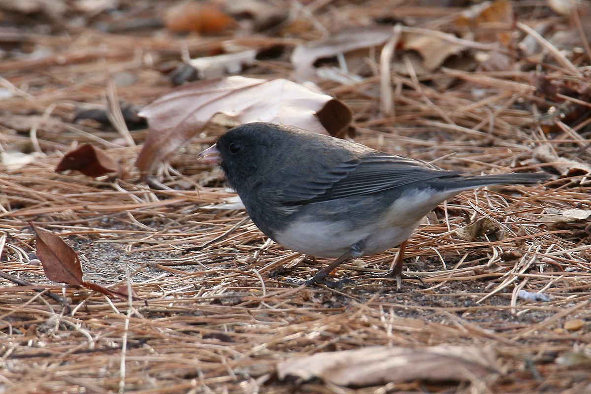 Junco Ojioscuro - ML21772671