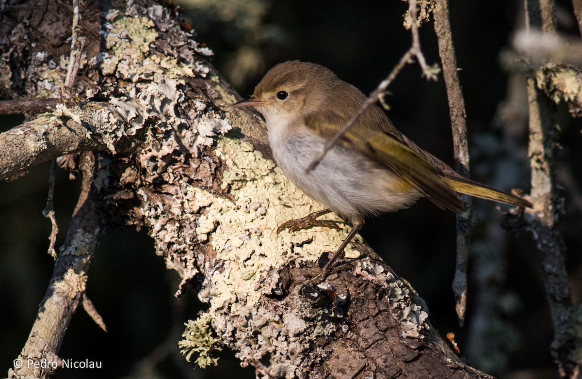 Western Bonelli's Warbler - ML21772751