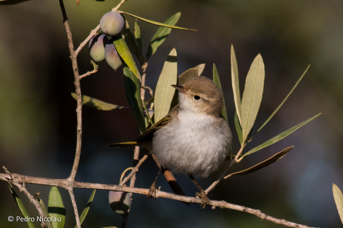 Western Bonelli's Warbler - ML21772761