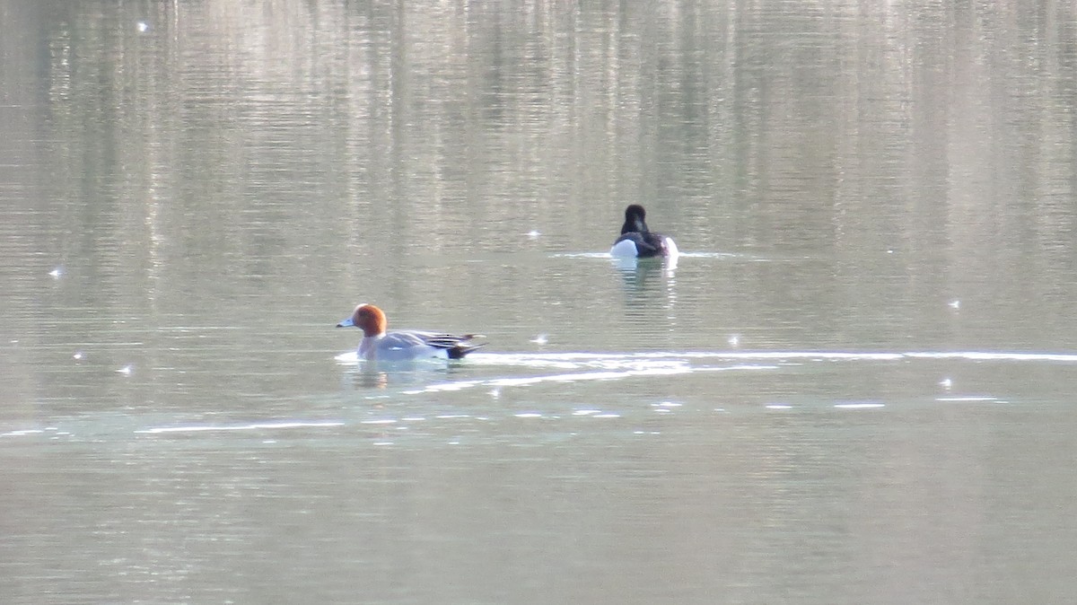 hvízdák eurasijský - ML217728541