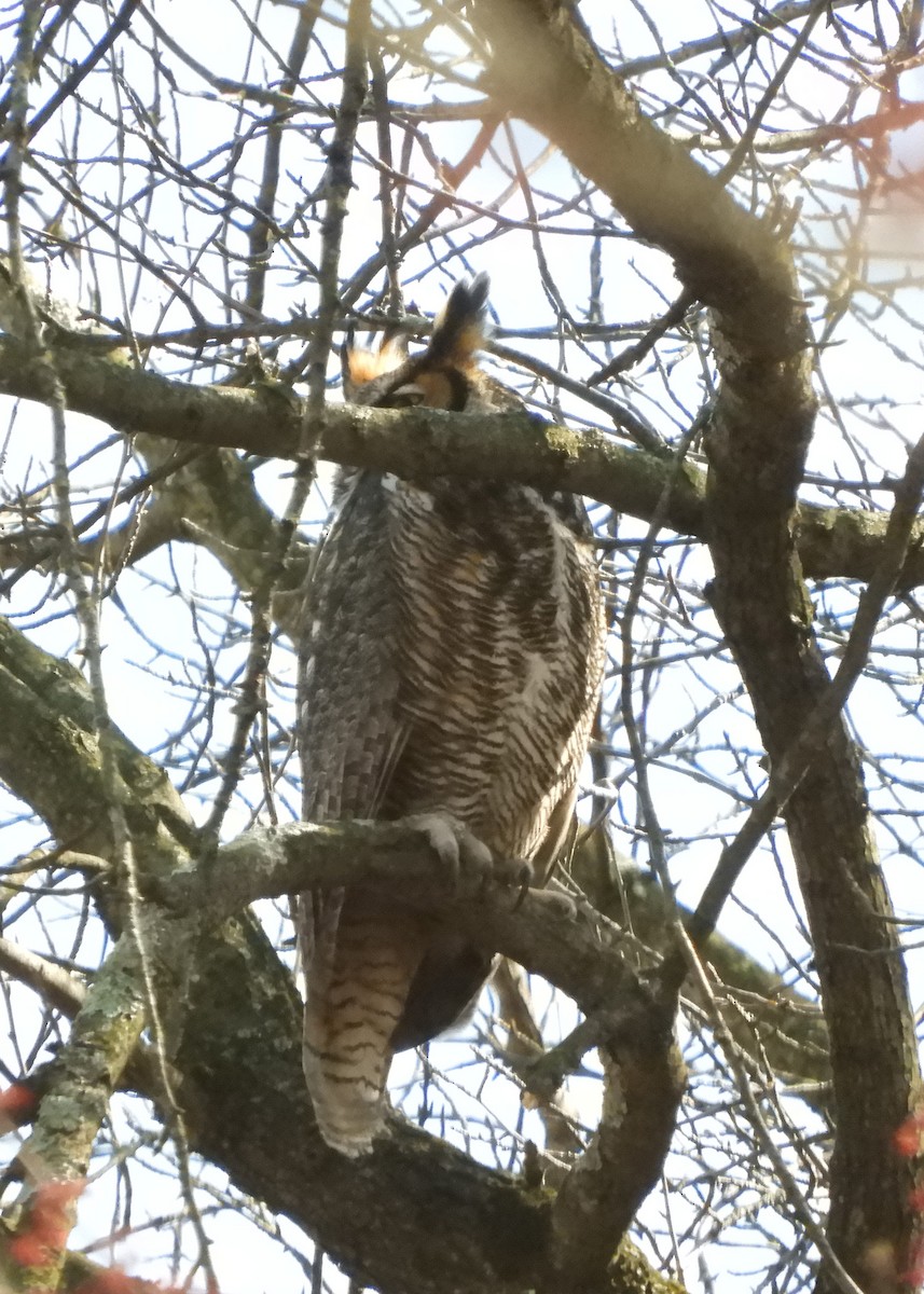 Virginiauhu - ML217728581