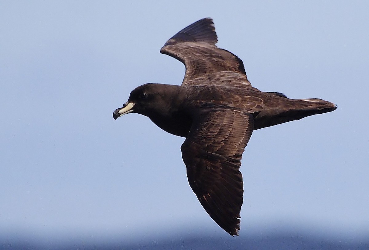 Westland Petrel - Pablo Andrés Cáceres Contreras