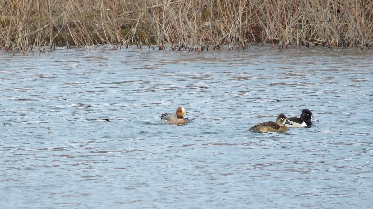 hvízdák eurasijský - ML217728831