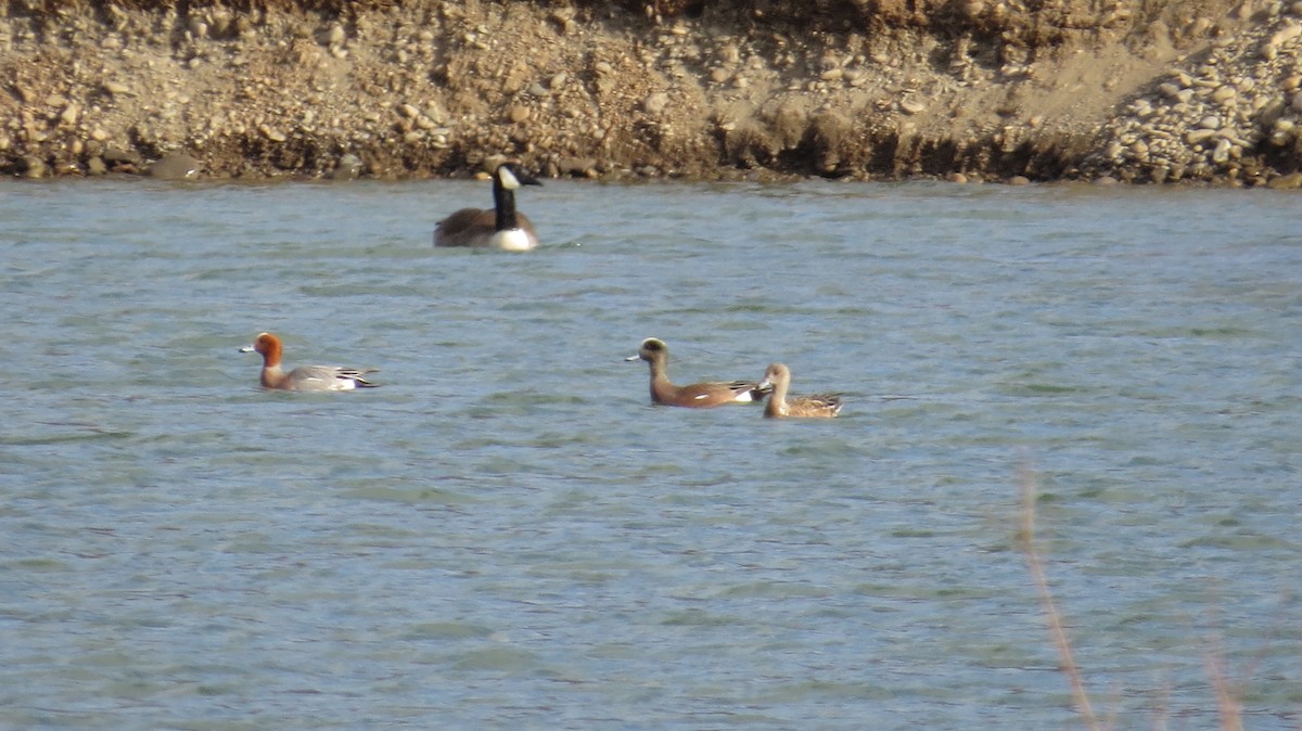 hvízdák eurasijský - ML217728981