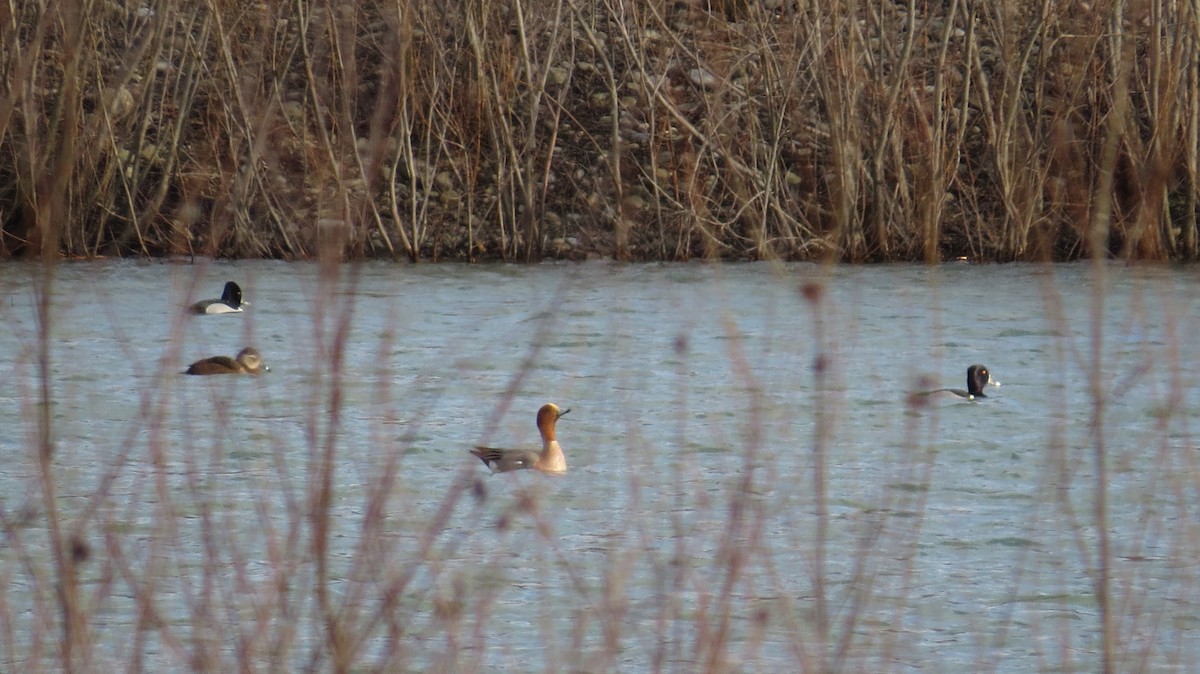 hvízdák eurasijský - ML217729351