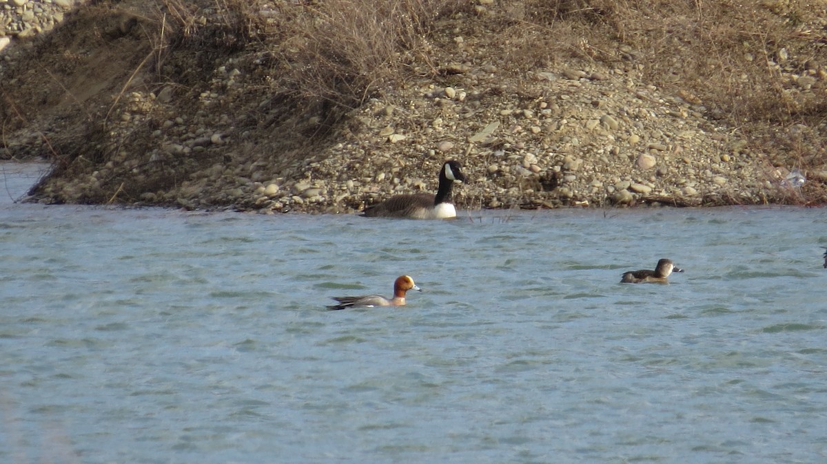 hvízdák eurasijský - ML217729711