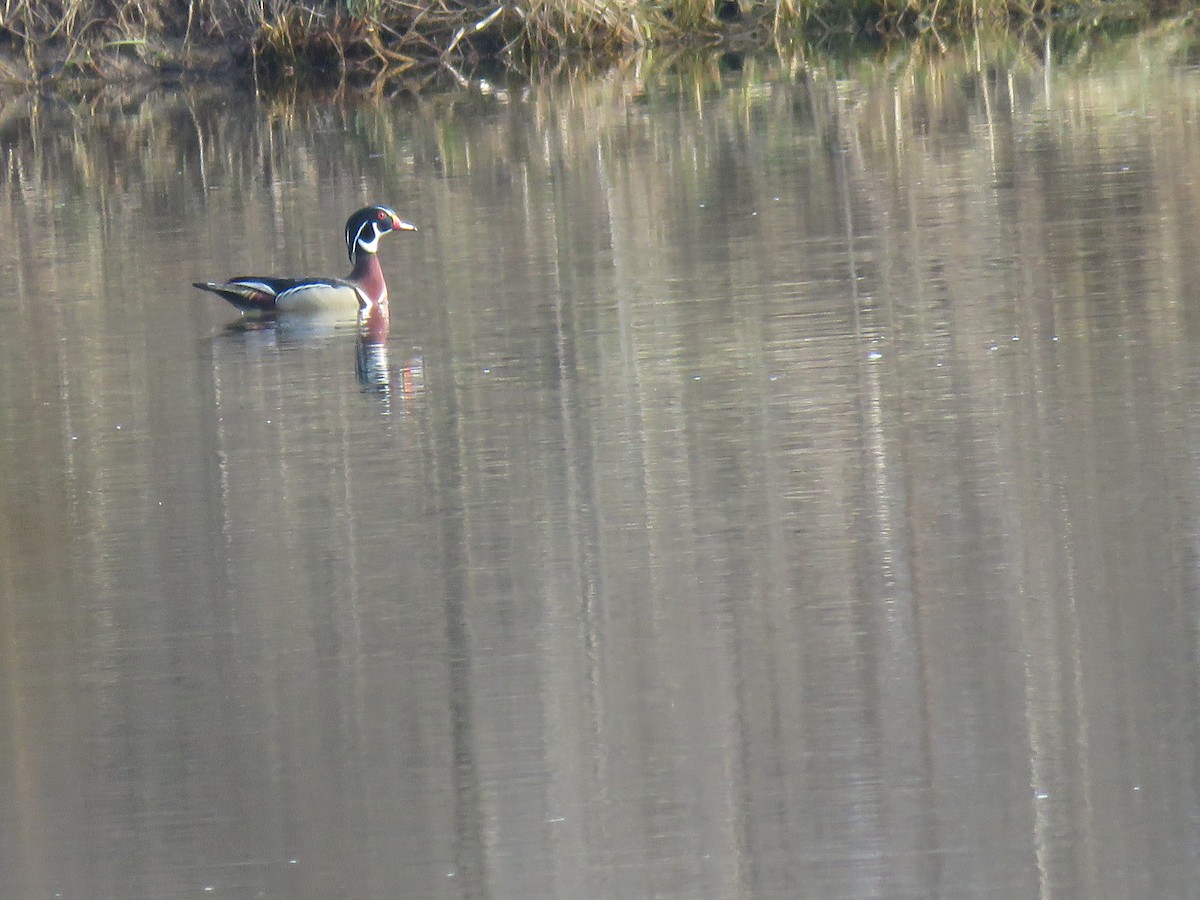 Wood Duck - Tom and Margaret