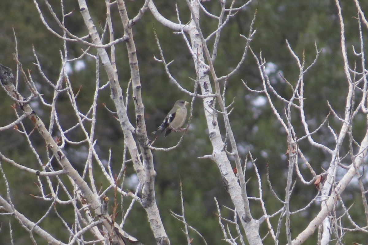 Evening Grosbeak - Bryant Olsen