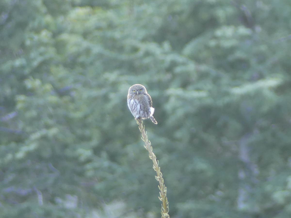 Northern Pygmy-Owl - ML217730371