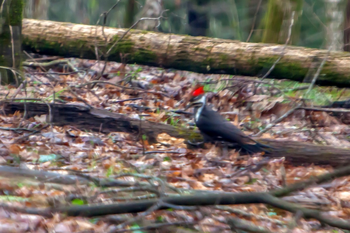 Pileated Woodpecker - Jay Brasher