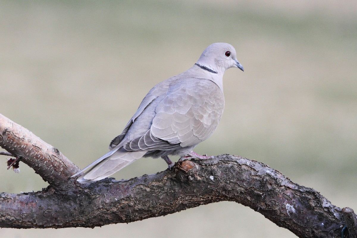 Eurasian Collared-Dove - ML217731691
